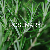 Elizabeta Zefi rosemary Rosmarin hair growth hair loss Haarwachstum Anti Haarausfall Schwangerschaft pregnancy Chemotherapie chemo therapy